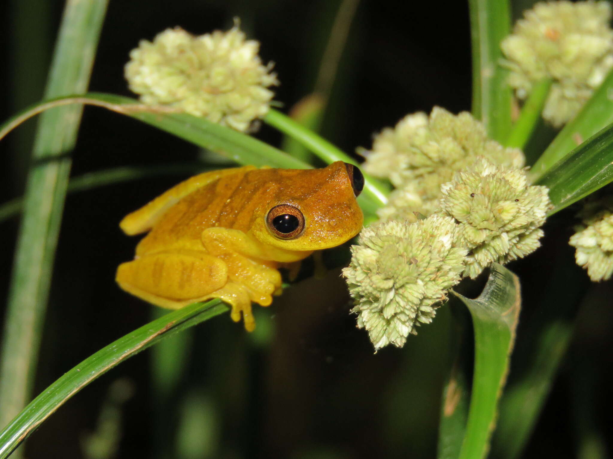 Image of Lesser Treefrog