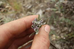 Image of Caryopteris mongholica Bunge