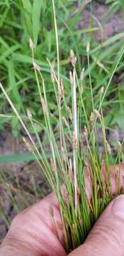 Sivun Eleocharis lanceolata Fernald kuva