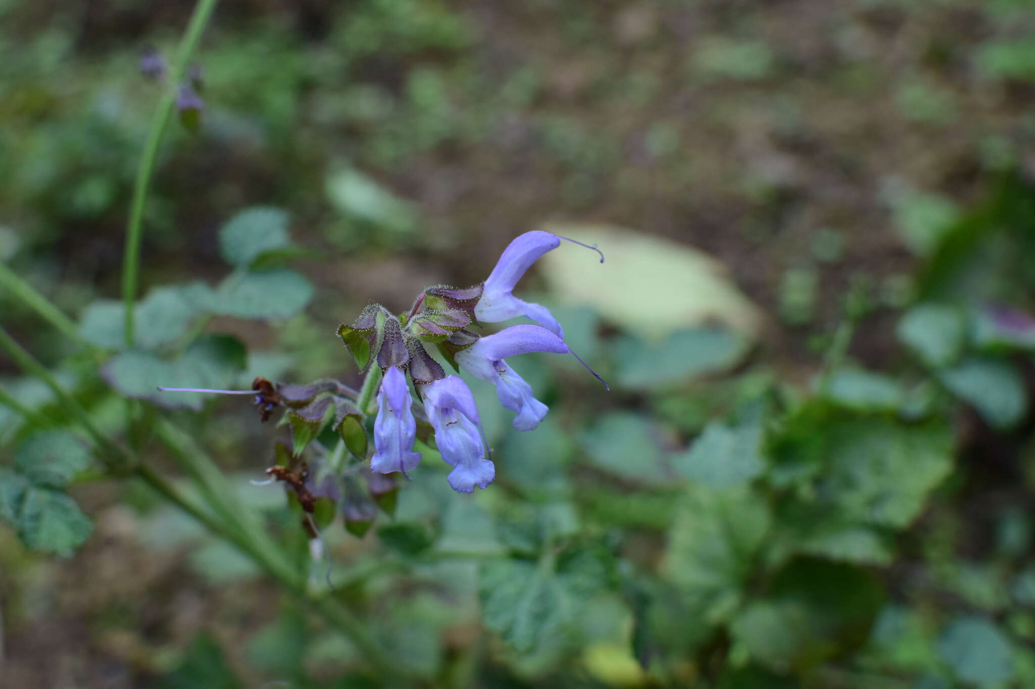 Image of red sage