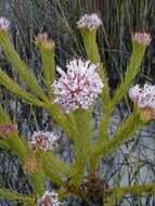 Image of Sorocephalus scabridus (Thunb.) Meissn.