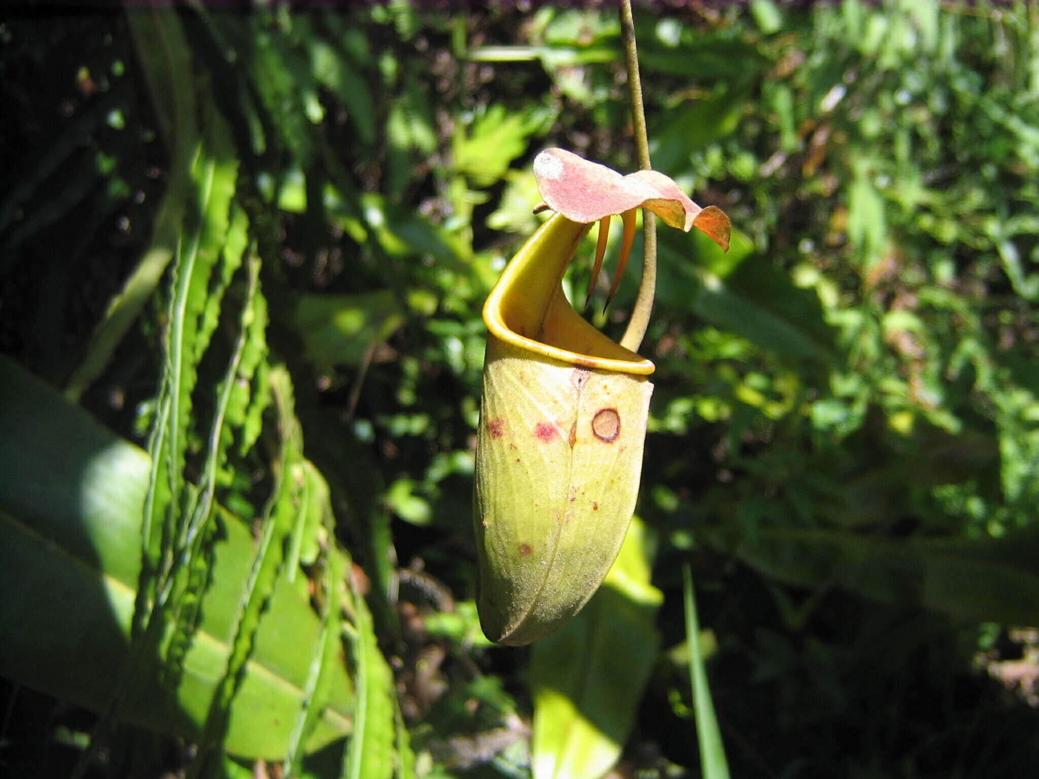 Image of Fanged pitcher plant