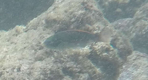 Image of Belted wrasse