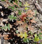 Image of Brisbane Ranges Grevillea