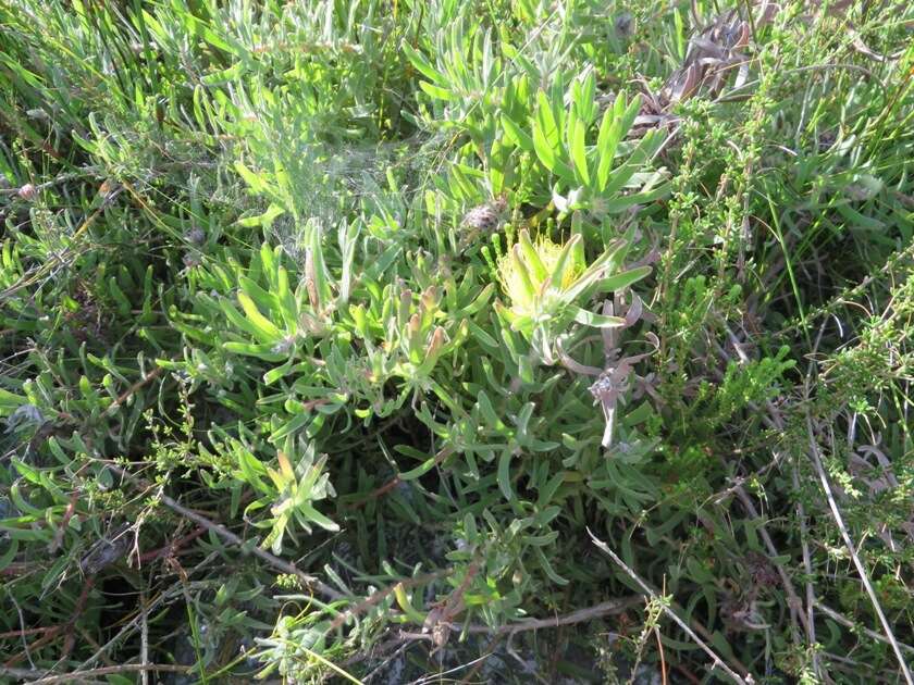 Image of Leucospermum gracile (Salisb. ex Knight) Rourke