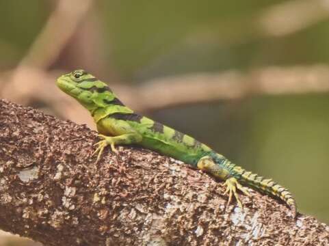 Image of Green thornytail iguana