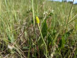 Слика од Ranunculus cardiophyllus Hook.