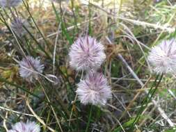 Слика од Ptilotus drummondii (Moq.) F. Müll.