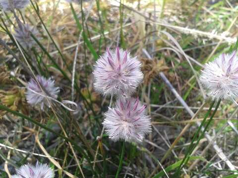 Ptilotus drummondii (Moq.) F. Müll.的圖片