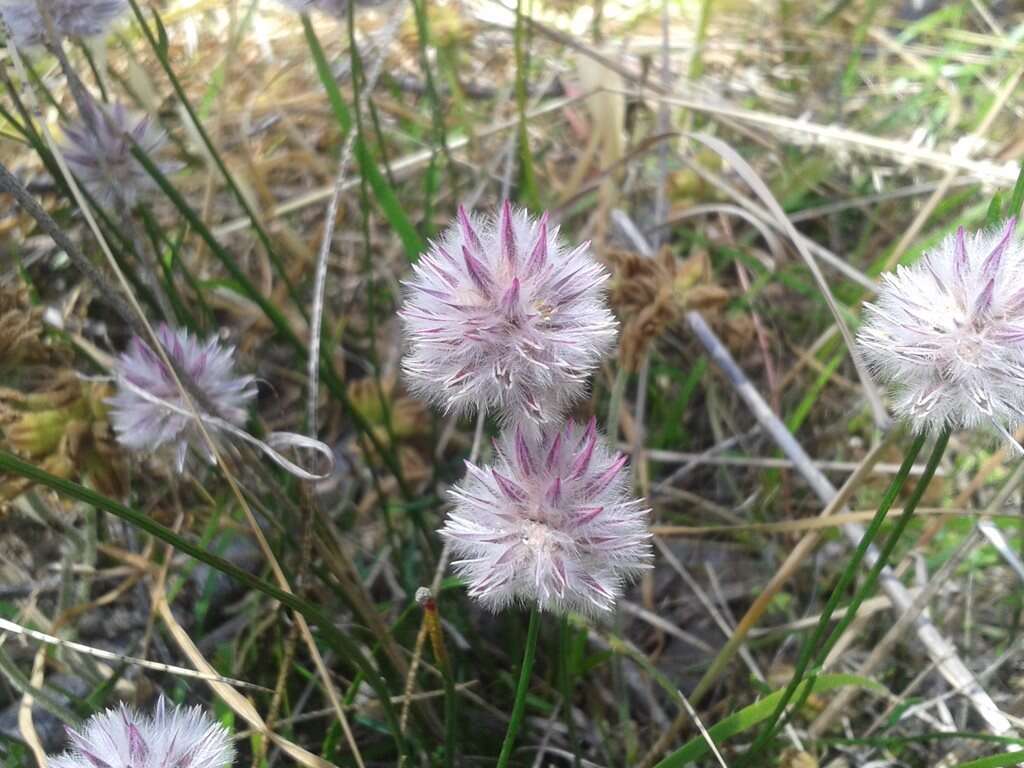 Слика од Ptilotus drummondii (Moq.) F. Müll.