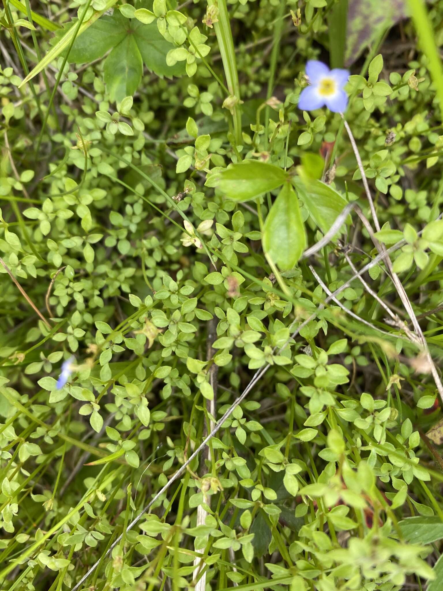 Image of thymeleaf bluet