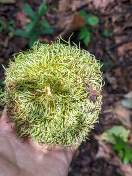 Image of Sloanea fragrans Rusby