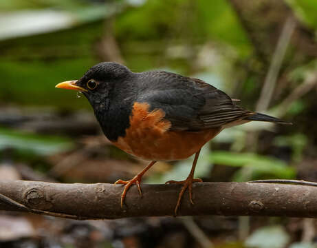 Image of Black-breasted Thrush