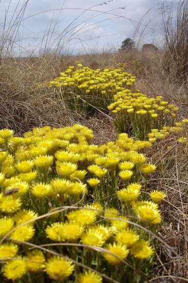 Image of Bright Yellow Everlasting