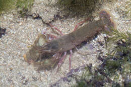 Image of snowflake snapping shrimp