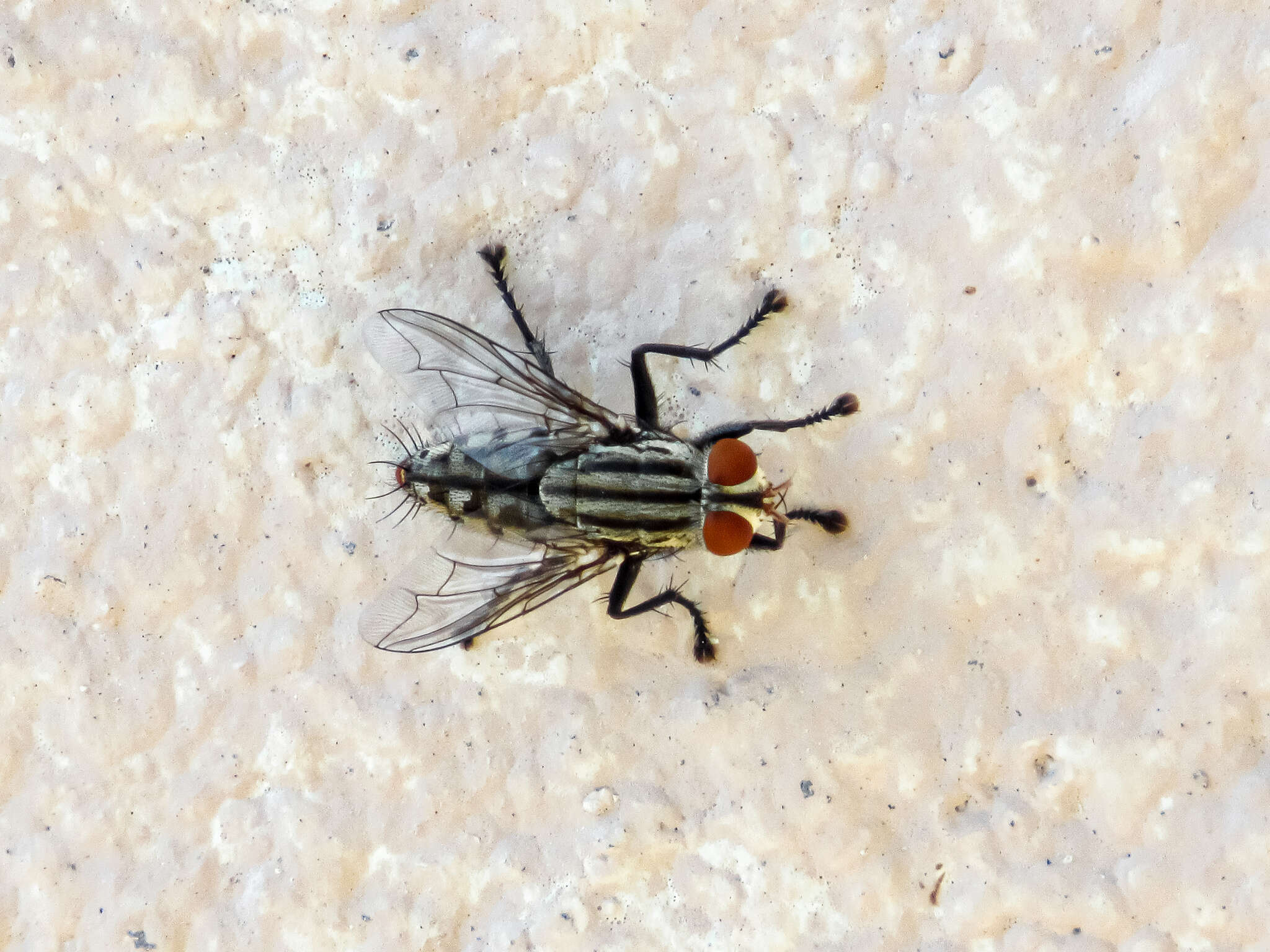 Image of Sarcophagidae