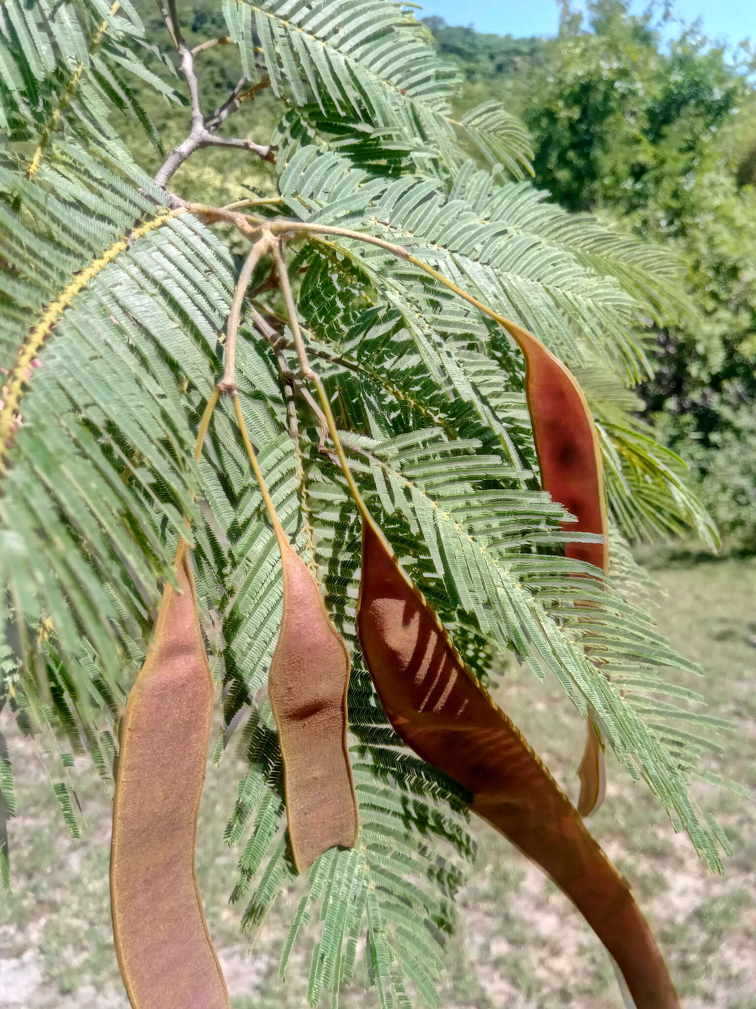 Image of Albizia polyphylla E. Fourn.