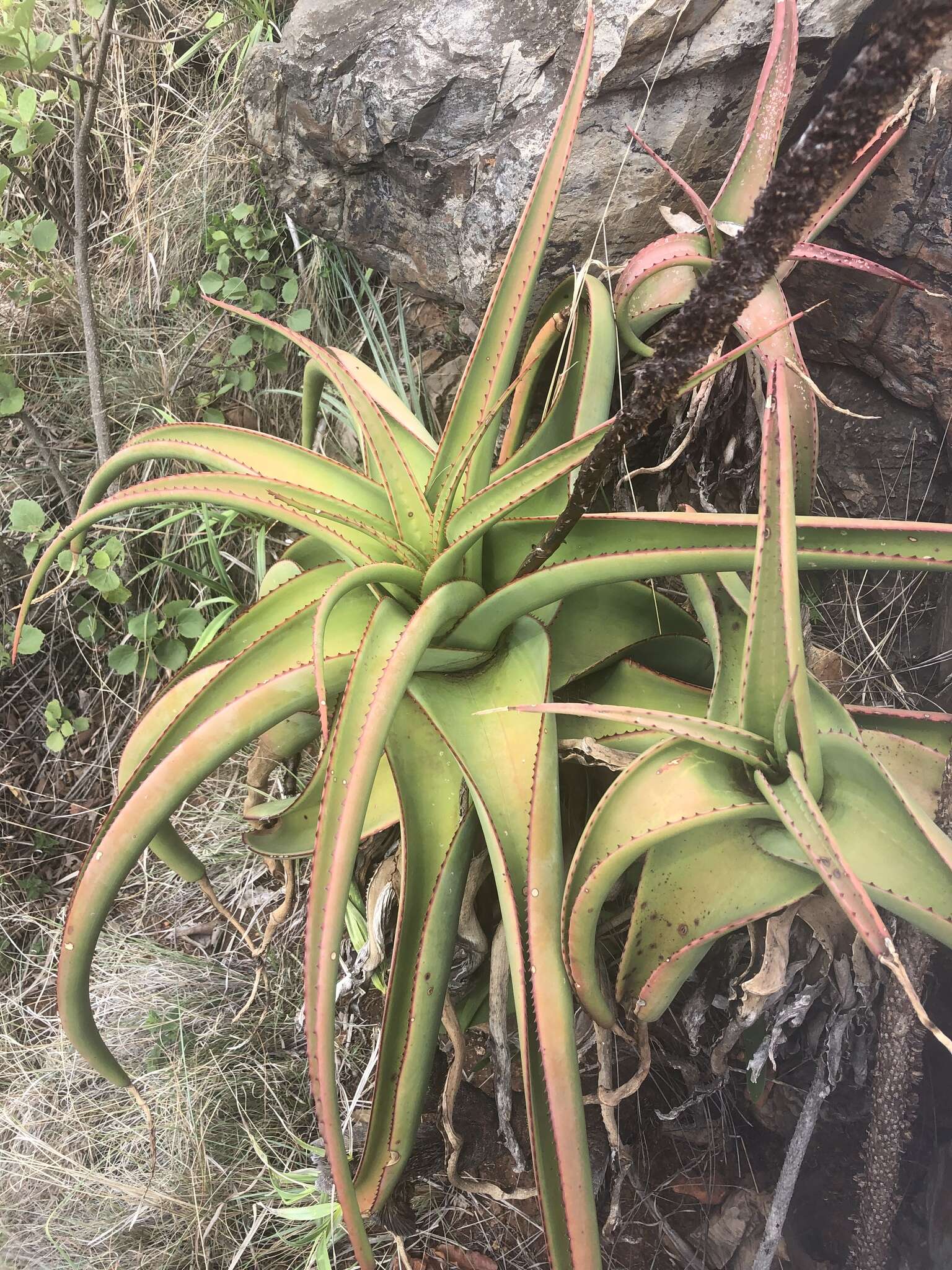 Image of Aloe alooides (Bolus) Druten