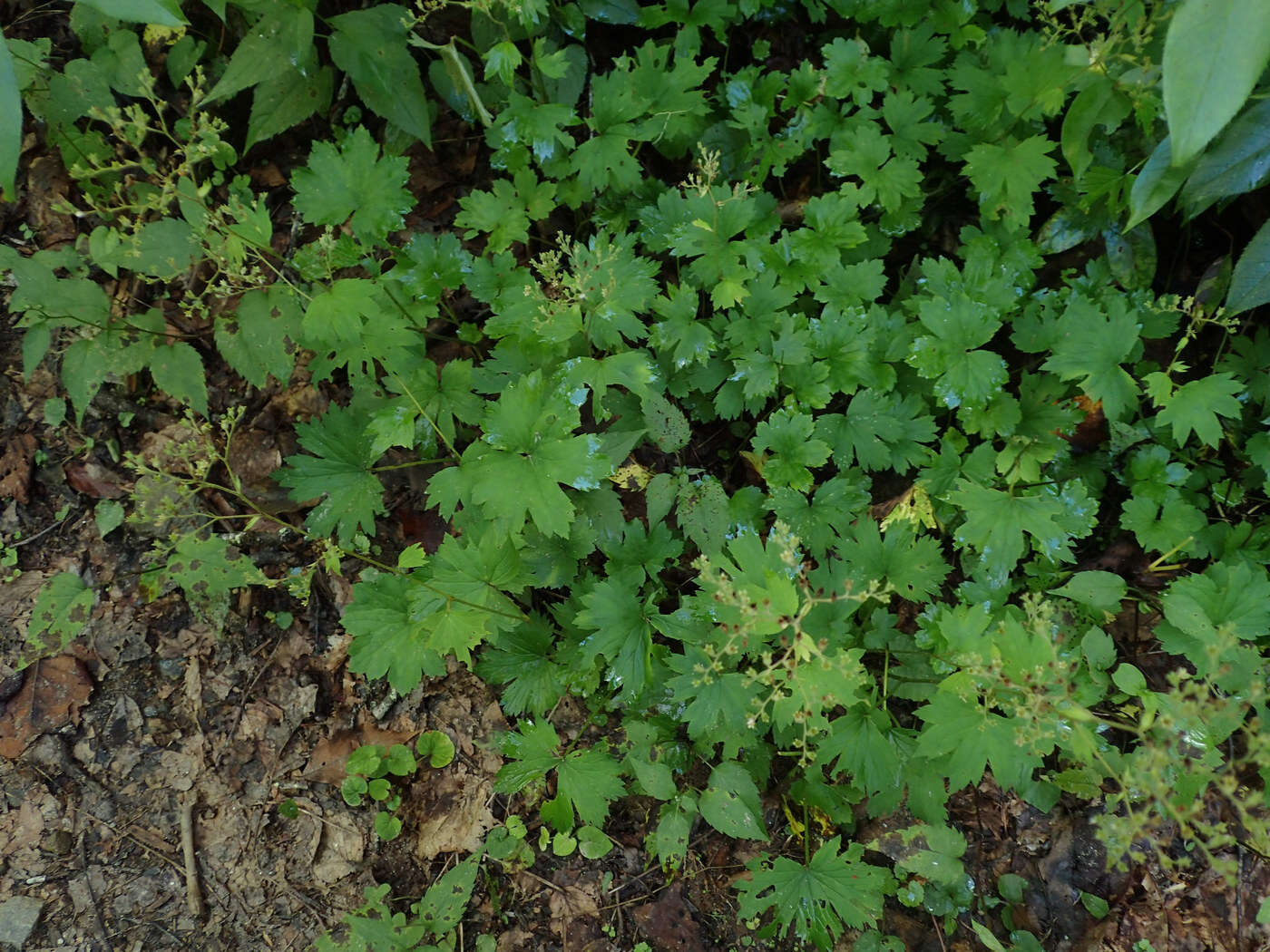 Image of Allegheny brookfoam