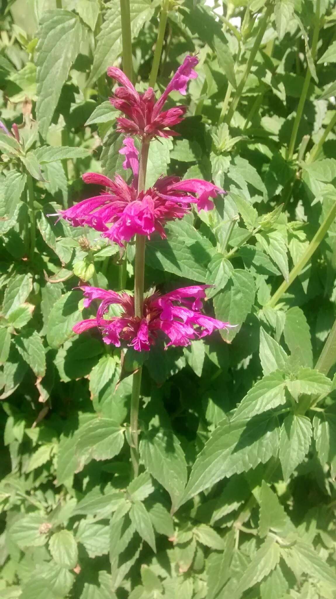 Image of Mexican giant hyssop