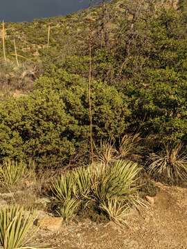 Image of Schott's century plant