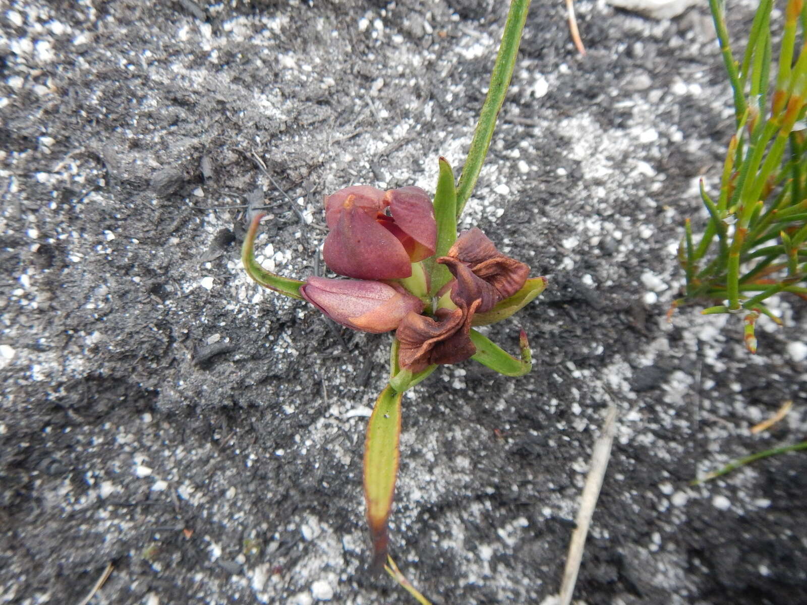 Image of Disa bodkinii Bolus