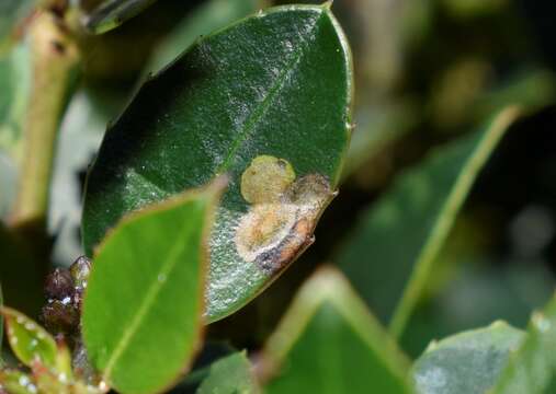 Image of Stigmella alaternella (Le Marchand 1937) Klimesch 1948