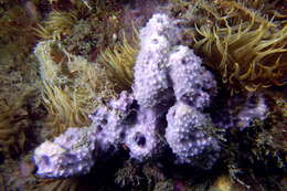 Image de éponge cavernicole violette