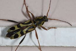 Image of Bamboo longhorn beetle