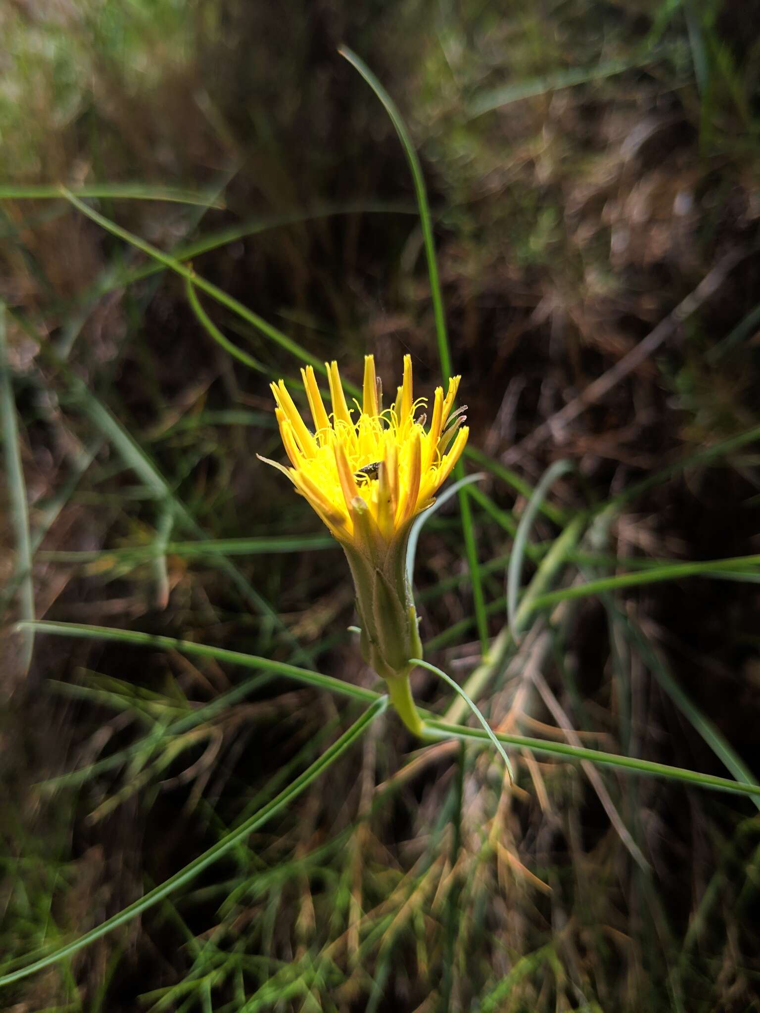 Слика од Scorzonera angustifolia L.