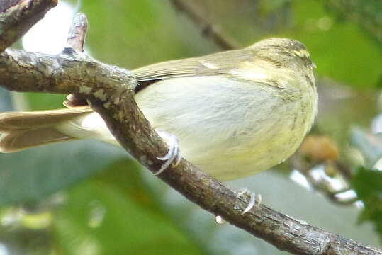 Слика од Phylloscopus nitidus Blyth 1843