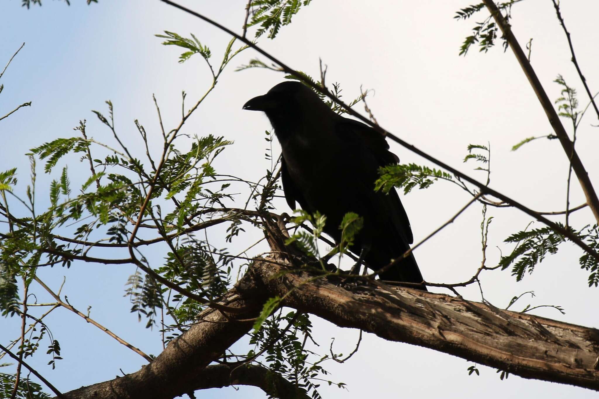 Imagem de Corvus splendens Vieillot 1817