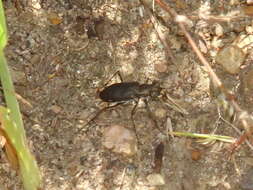 Plancia ëd Cicindela (Cicindelidia) punctulata punctulata A. G. Olivier 1790