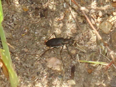 Plancia ëd Cicindela (Cicindelidia) punctulata punctulata A. G. Olivier 1790