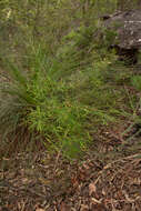 Imagem de Grevillea linearifolia (Cav.) Druce