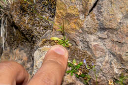 Image of Lobelia flexuosa subsp. flexuosa