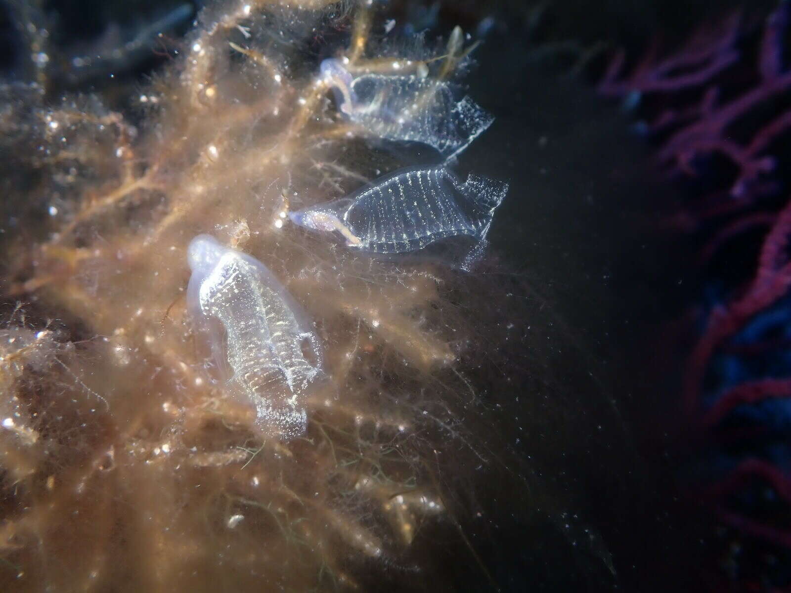 Image of bluestriped light bulb tunicate