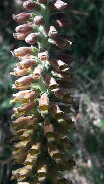 Image of Digitalis parviflora Jacq.