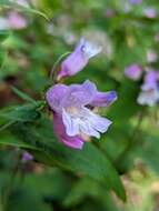 Penstemon smallii Heller resmi