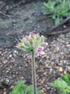 Image of rose scented geranium