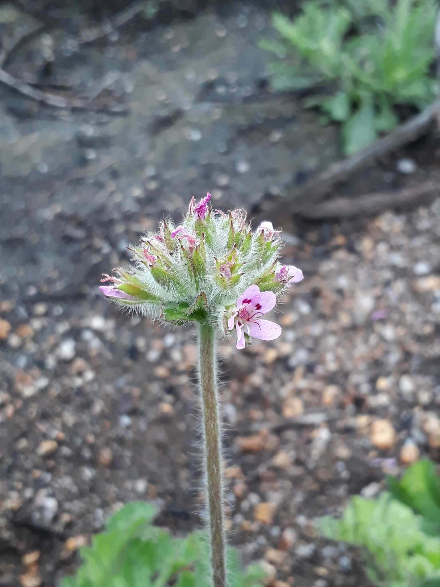 Image of rose scented geranium