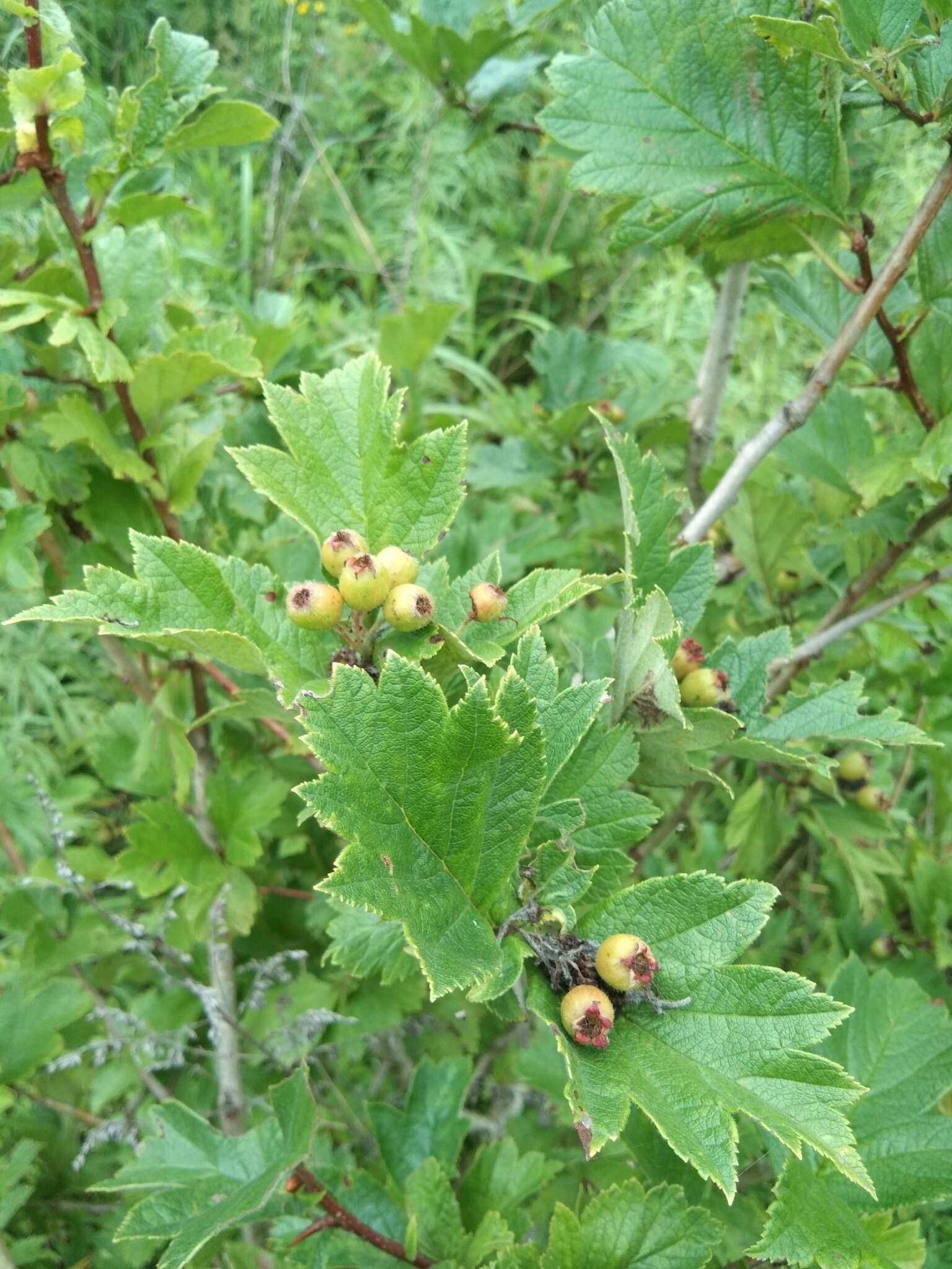 Image de Crataegus maximowiczii C. K. Schneid.