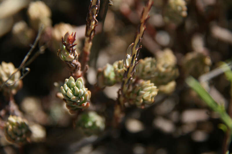 Image of Petrosedum sediforme (Jacq.) V. Grulich