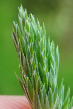 Image of Ascherson's orchardgrass