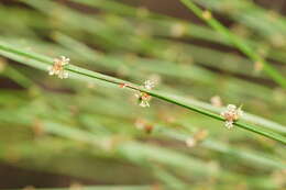 Image of Amperea xiphoclada var. xiphoclada