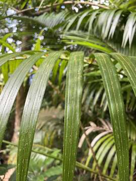 Image of Calamus siphonospathus Mart. ex Walp.