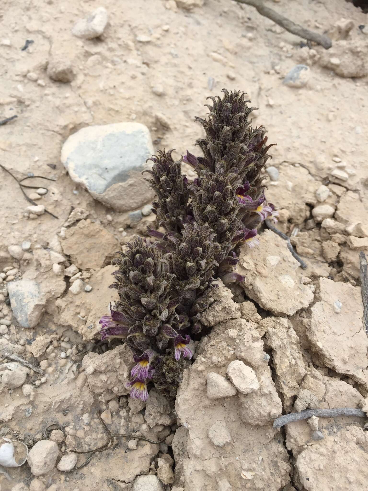 Image of Aphyllon cooperi subsp. palmeri (Munz) A. C. Schneid.