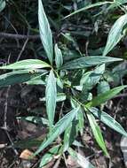 Imagem de Strobilanthes persicifolia (Lindl.) J. R. I. Wood