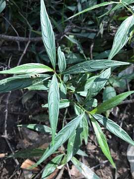 Strobilanthes persicifolia (Lindl.) J. R. I. Wood resmi