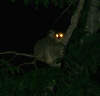 Image of Lorenz Von Liburnau’s Woolly Lemur